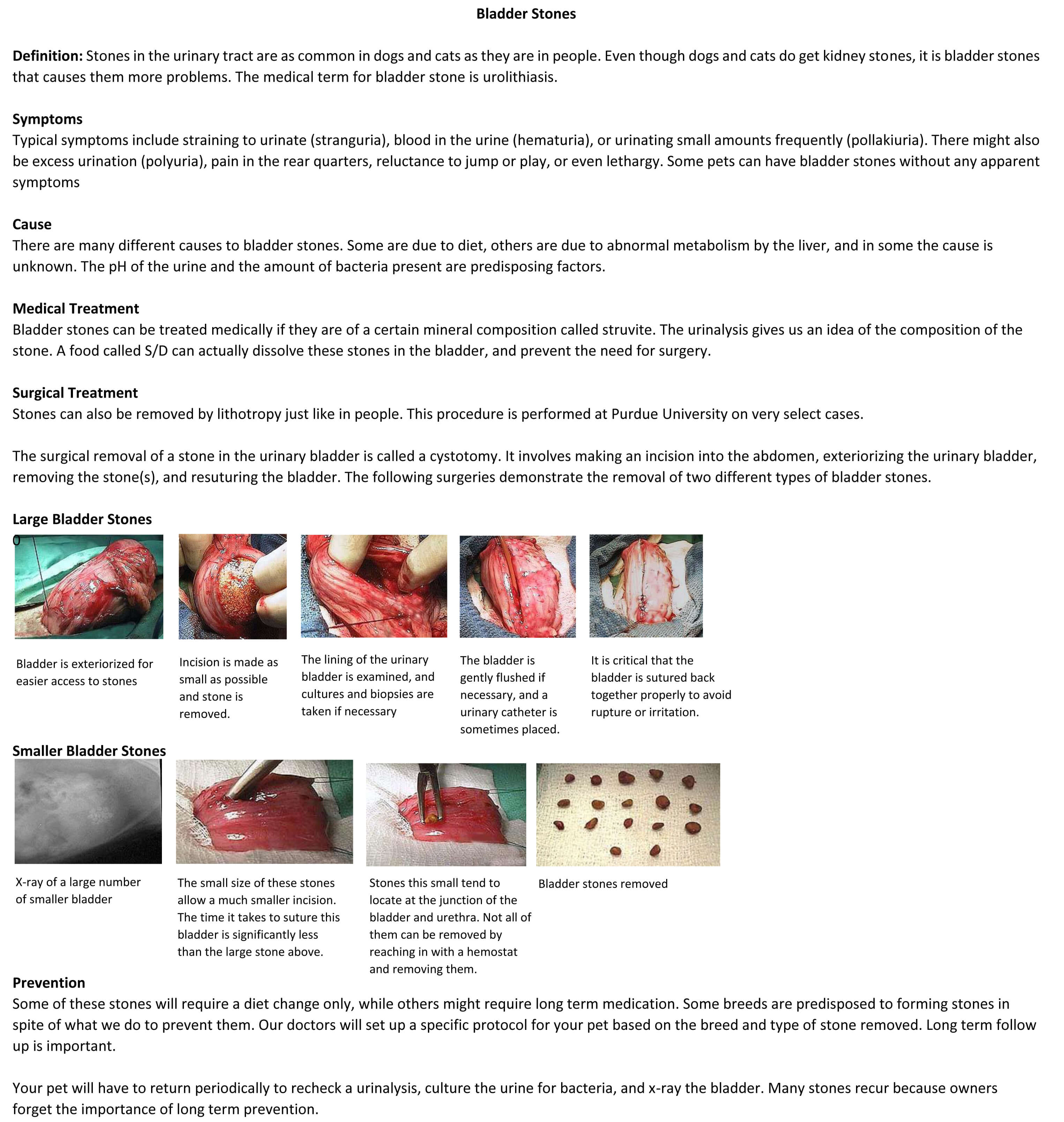 Types Of Bladder Stones In Cats